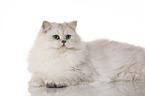 lying British Longhair