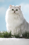 sitting British Longhair