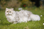 British Longhair