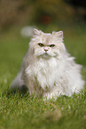 British Longhair