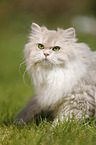 British Longhair