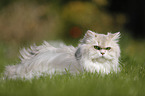 British Longhair