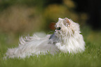 British Longhair