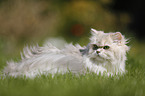 British Longhair