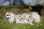 British Longhair