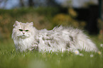 British Longhair