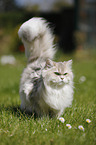 British Longhair
