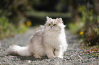 British Longhair