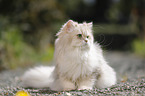 British Longhair