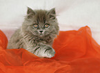 British Longhair Kitten
