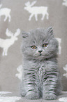 Highlander Kitten