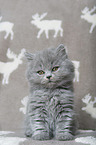 Highlander Kitten