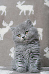 Highlander Kitten
