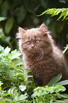 Highlander Kitten