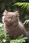 Highlander Kitten