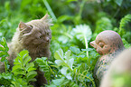 Highlander Kitten