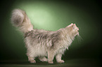 standing British Longhair