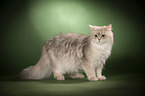 standing British Longhair