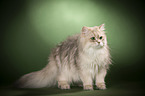 standing British Longhair