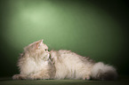 lying British Longhair