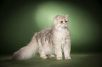 standing British Longhair
