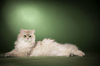 lying British Longhair
