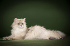 lying British Longhair