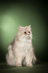 sitting British Longhair