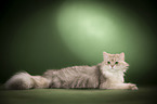 lying British Longhair