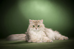 lying British Longhair