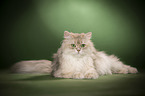 lying British Longhair