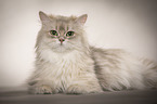lying British Longhair