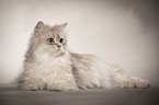 lying British Longhair
