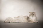 lying British Longhair