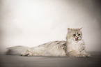 lying British Longhair