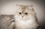 British Longhair portrait