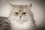 British Longhair portrait