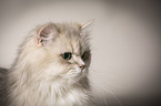 British Longhair portrait