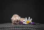British Longhair Kitten
