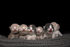 British Longhair Kitten