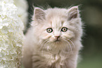 British Longhair Kitten