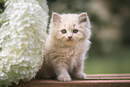 British Longhair Kitten