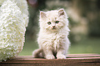 British Longhair Kitten