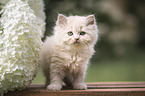 British Longhair Kitten