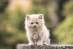 British Longhair Kitten