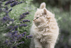 British Longhair Kitten