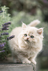 British Longhair Kitten