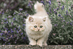 British Longhair Kitten