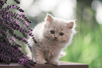 British Longhair Kitten