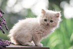 British Longhair Kitten